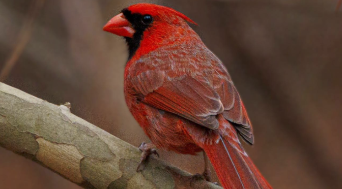 Why are Northern Cardinals red?